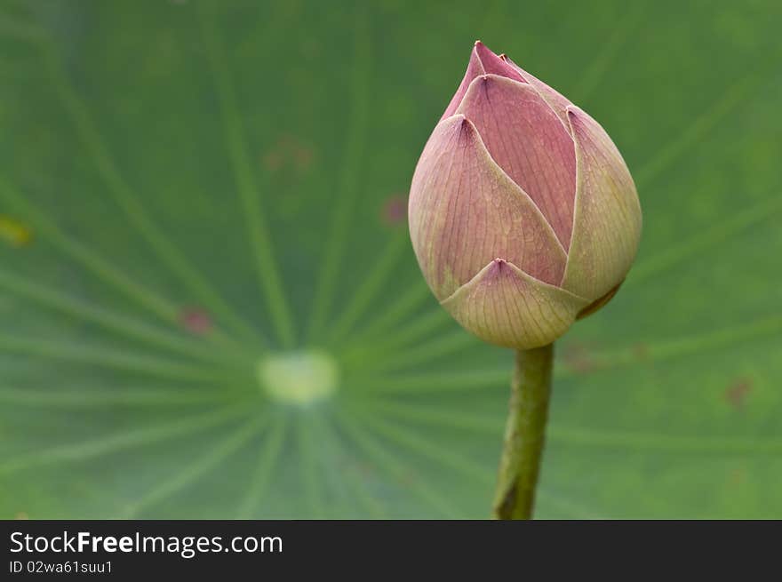 Pink lotus bud against green leaf.