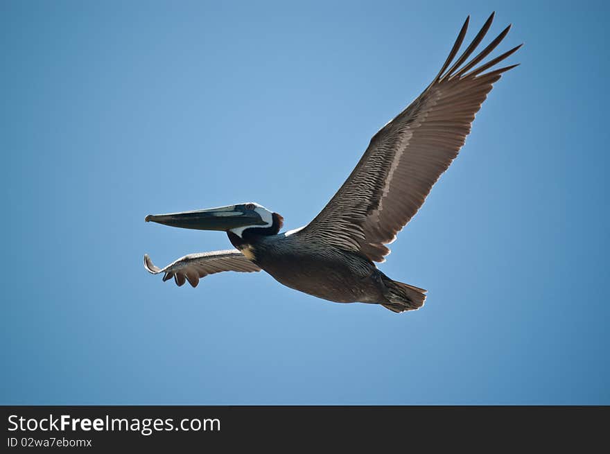 A pelican flies above a Florida beach. A pelican flies above a Florida beach.