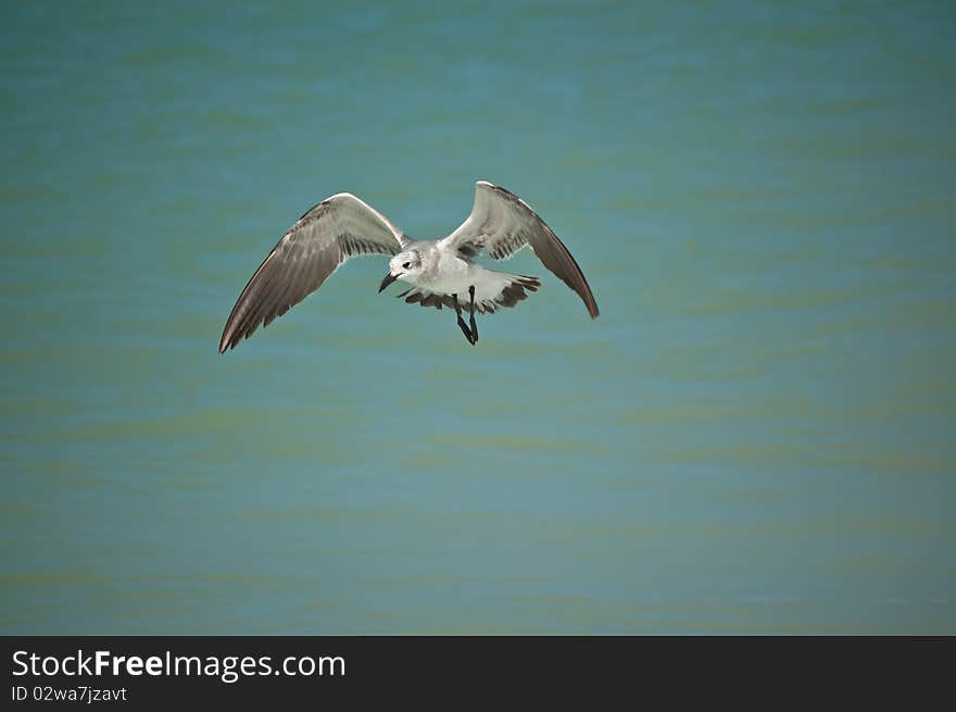 A juvenile laughing gull flies at the edge of a Gulf Coast Florida beach. A juvenile laughing gull flies at the edge of a Gulf Coast Florida beach.