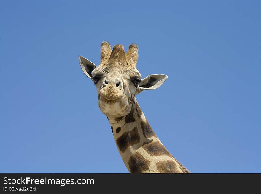 A portrait of a giraffe against a blue sky