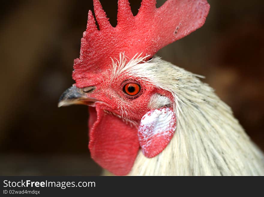 A close-up of a rooster.