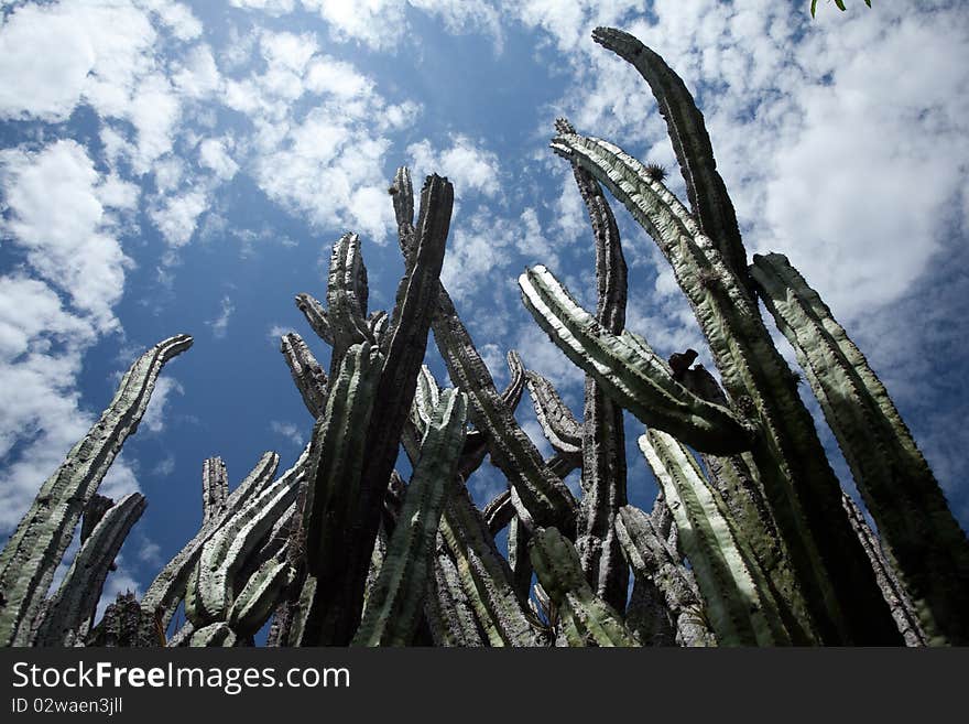 Mexican Cactus