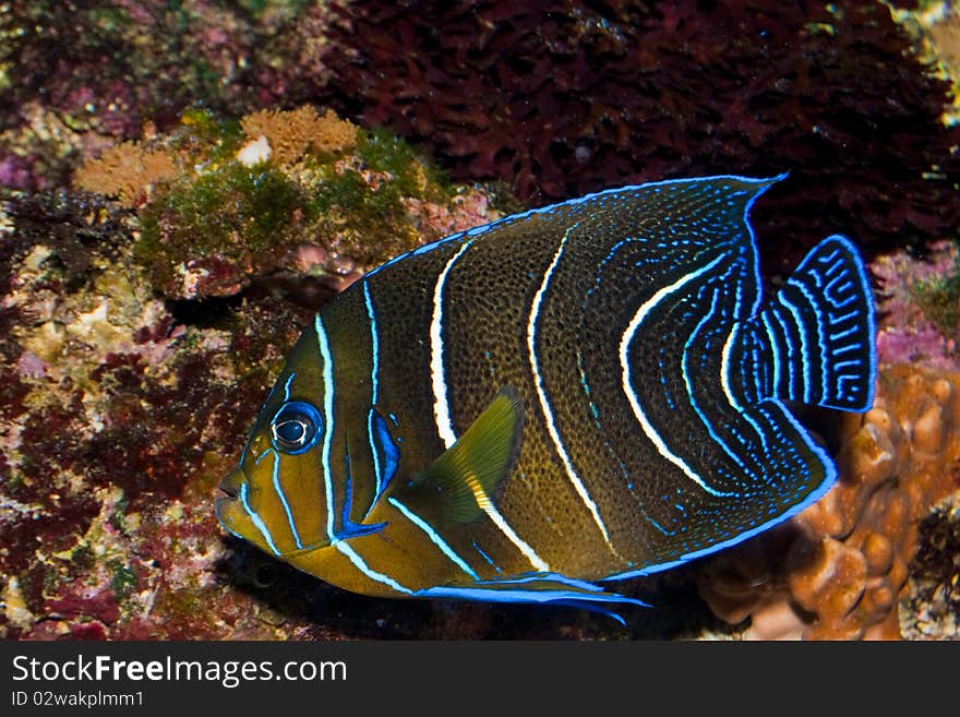 Koran Angelfish Juvenile