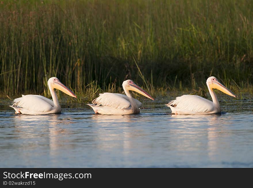 Three White Pelicans