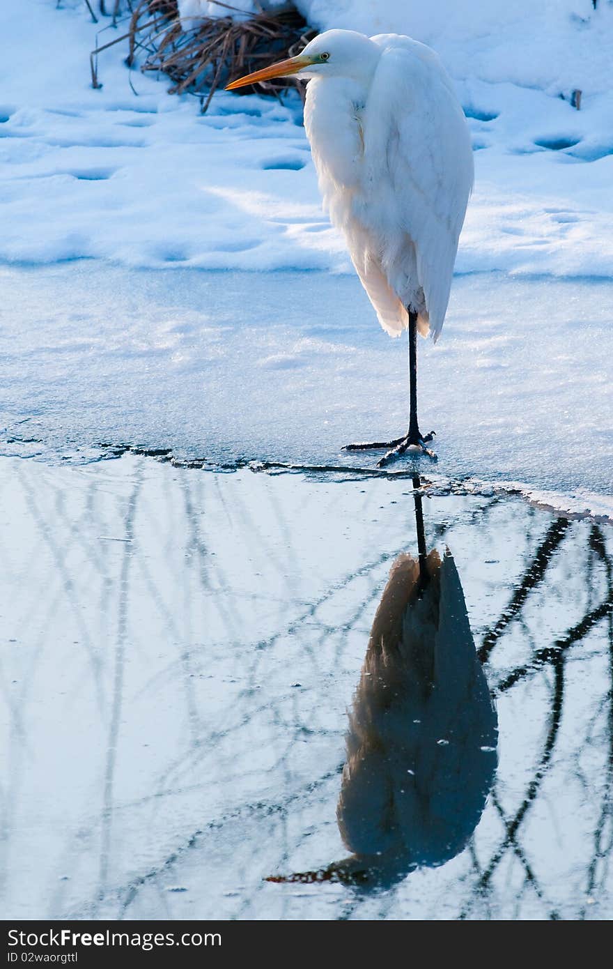 Great White Egret Standing on Ice