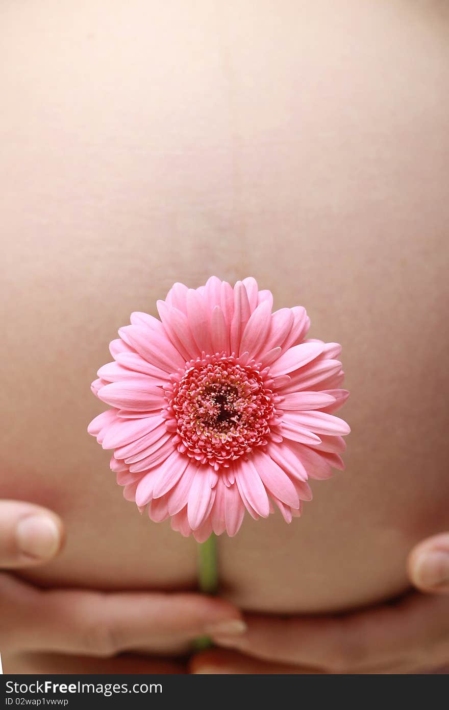 Pregnant belly close-up with pink gerberas. Pregnant belly close-up with pink gerberas