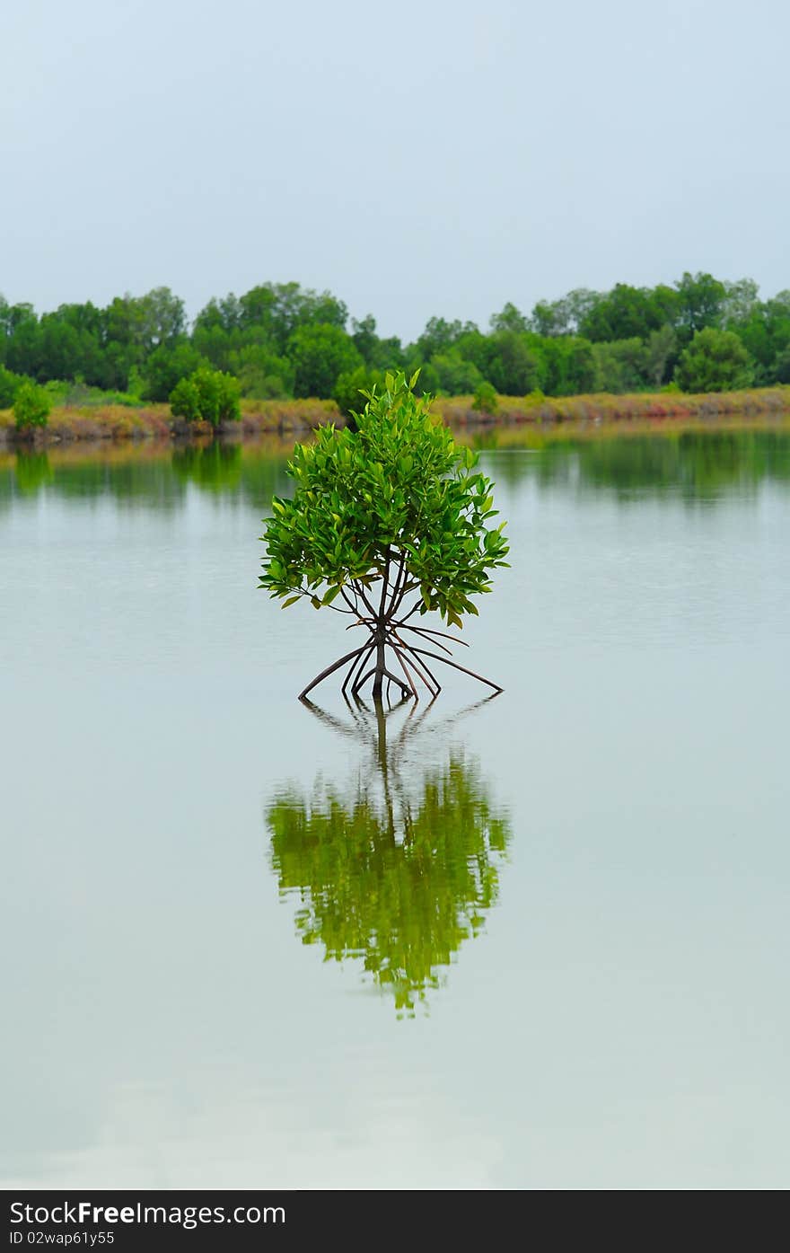 Little mangrove tree