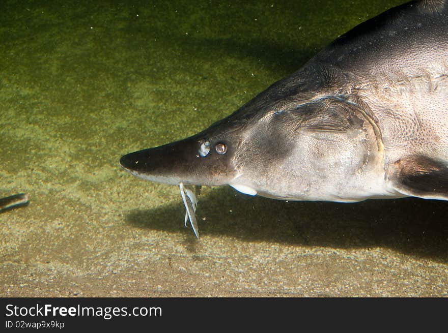 Beluga, European Sturgeon (Huso huso) in Aquarium