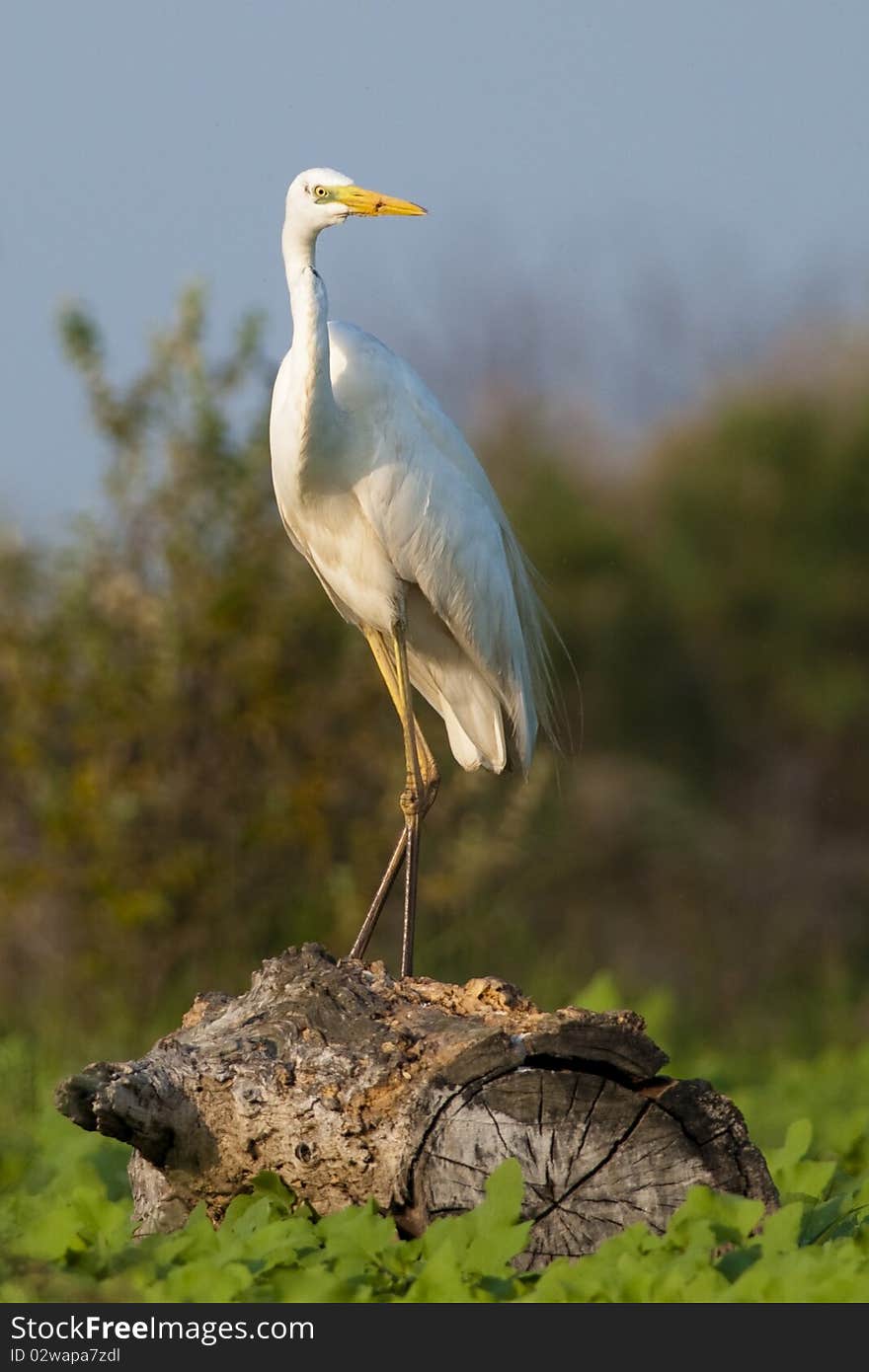 Great White Egret