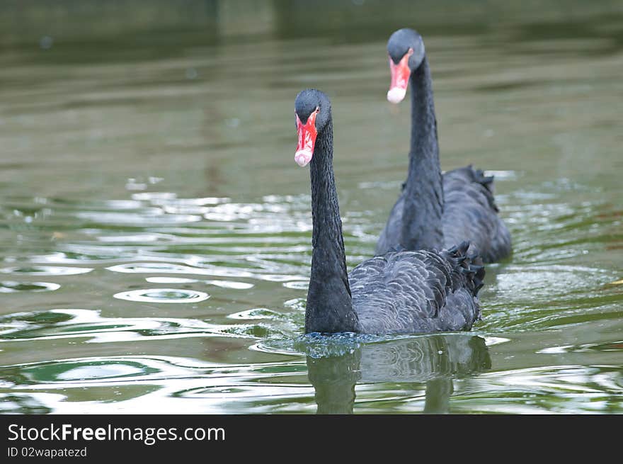 Black Swans