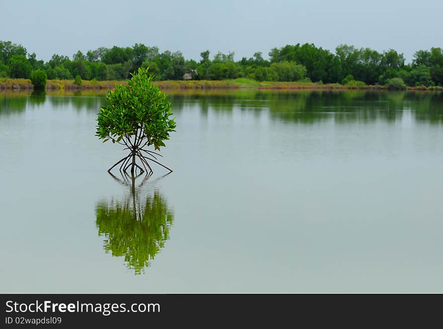 Little mangrove tree