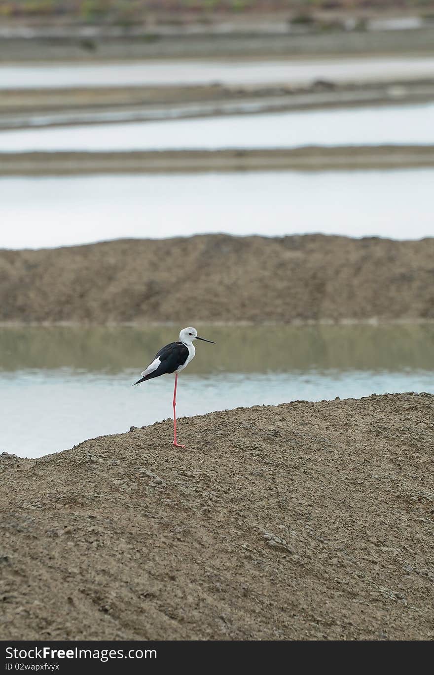 Black-winged Stilt