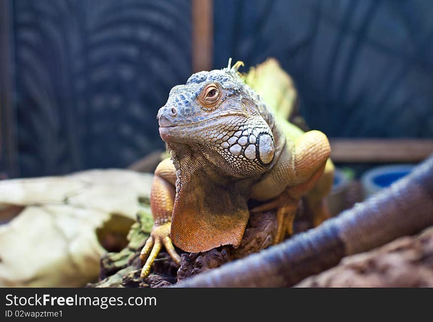 Bearded Dragon