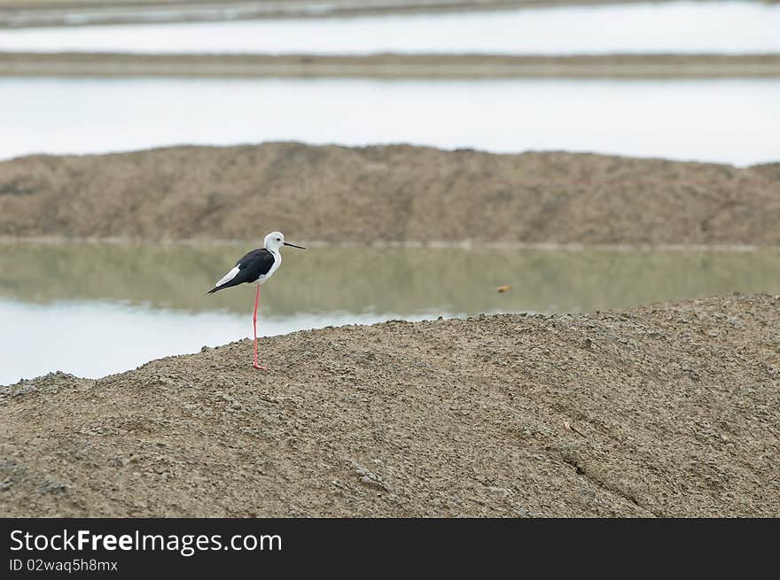 Black-winged Stilt