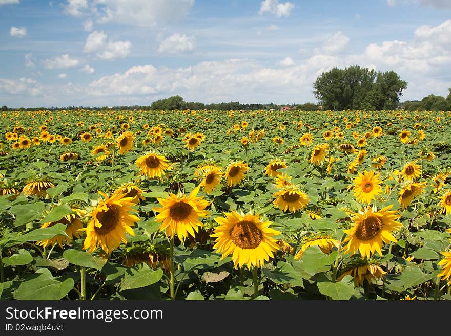 Sunflower Fields