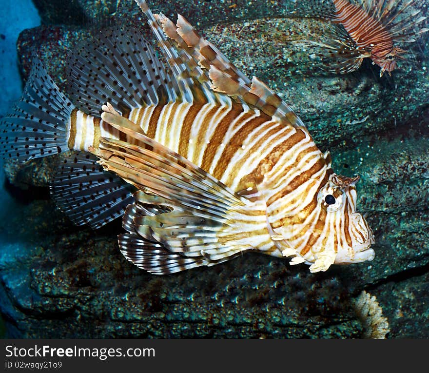 Exotic fish swimming in an aquarium