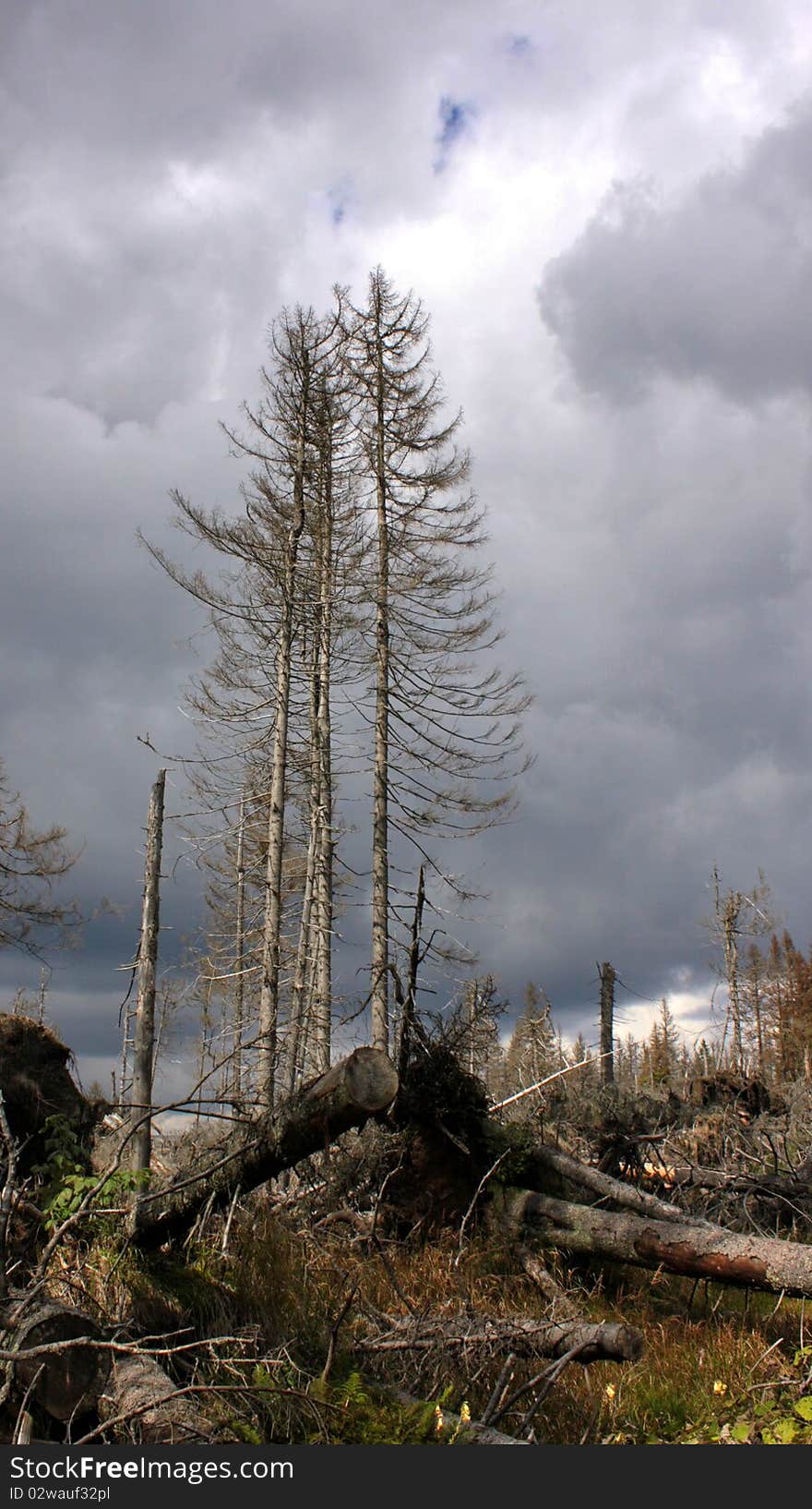 Hurricane destroyed forest in czech biosphere. Hurricane destroyed forest in czech biosphere