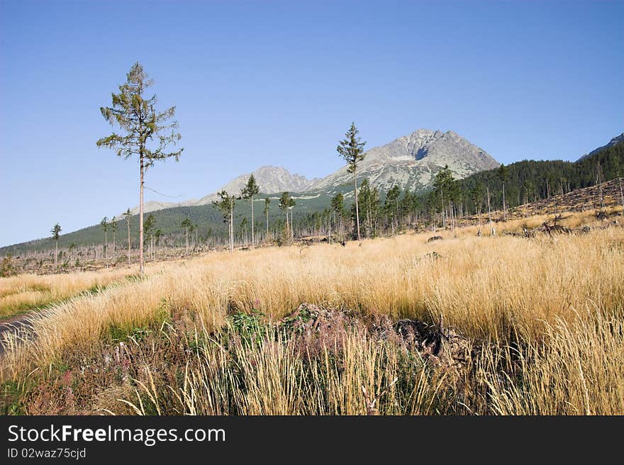 Mountain meadow with trees, Tatra Mountains