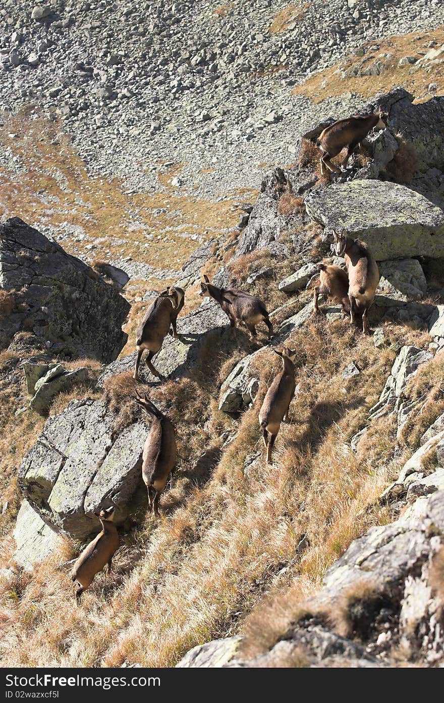 Herd of mountain goats in their natural habitat