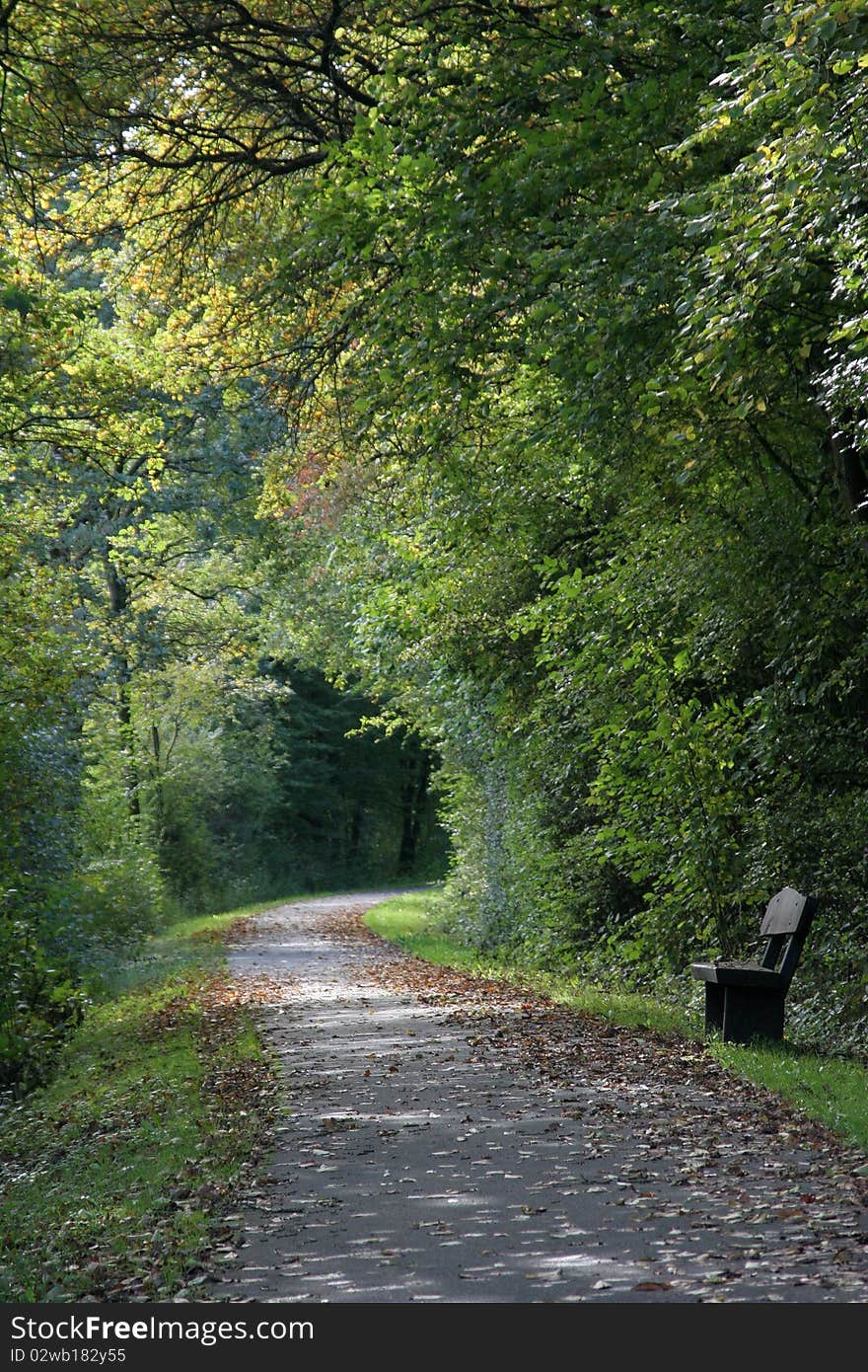 Wooden bench on forest track in autumn