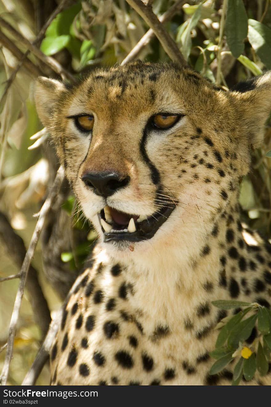 A very close up image of a cheetah in Kenya's Masai Mara