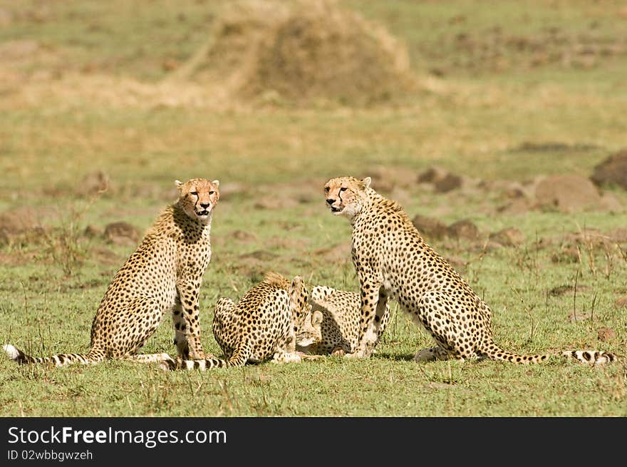 A group of male cheetah's in Masai Mara on a kill. A group of male cheetah's in Masai Mara on a kill