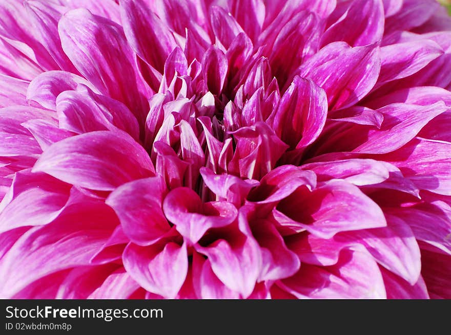 Flower Pattern In Close Eye