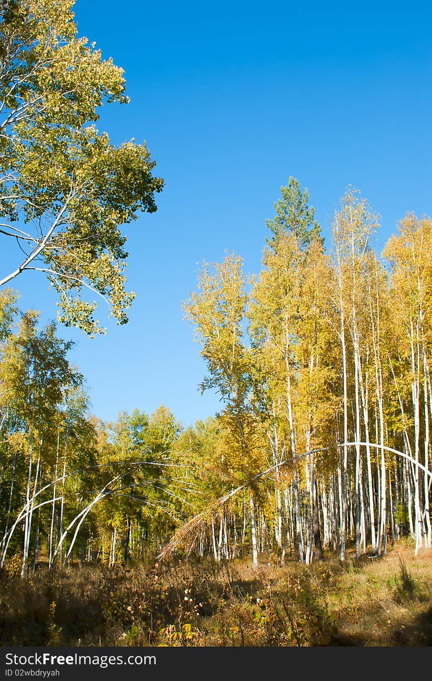 The autumn forest. Yellow trees.Landscape of Transbaikalia, Russia