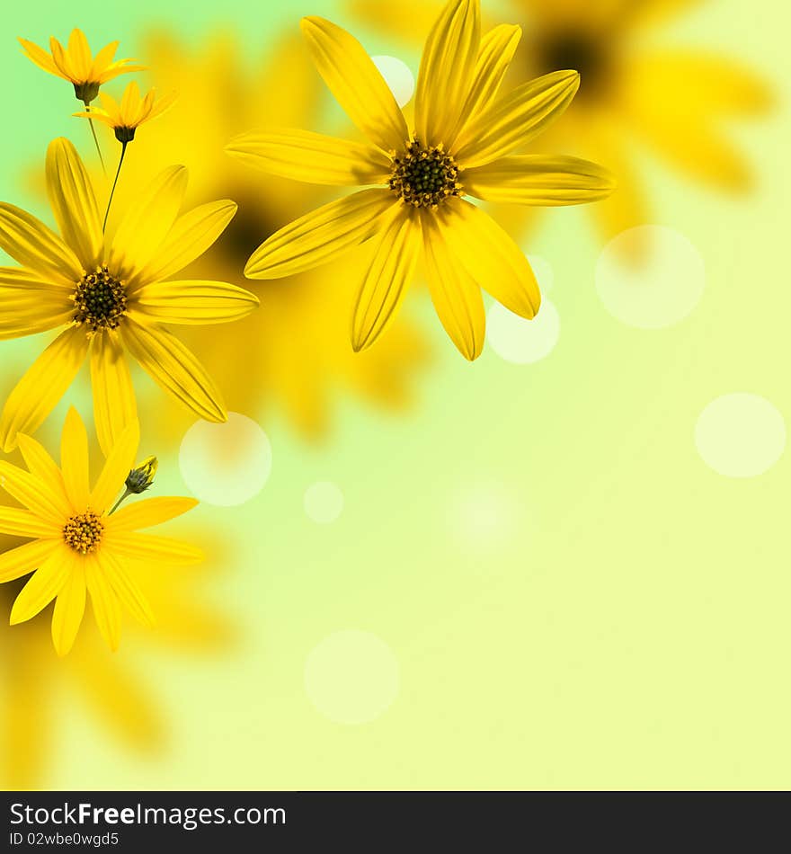 Yellow flowers daisywheel on green background