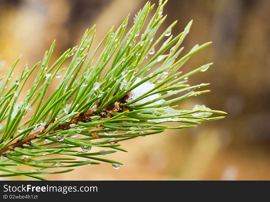 Branches of trees