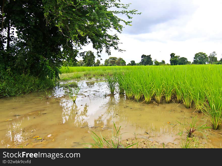 Field and canal water in Thailand. Field and canal water in Thailand.