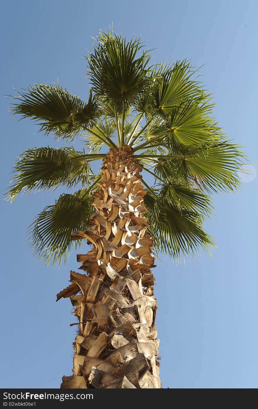 Vertical photo of the upper half of a palm tree with a blue sky background. Vertical photo of the upper half of a palm tree with a blue sky background.