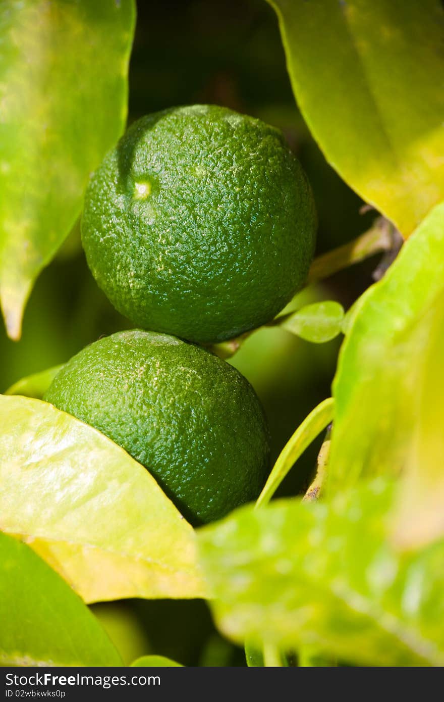 Green limes