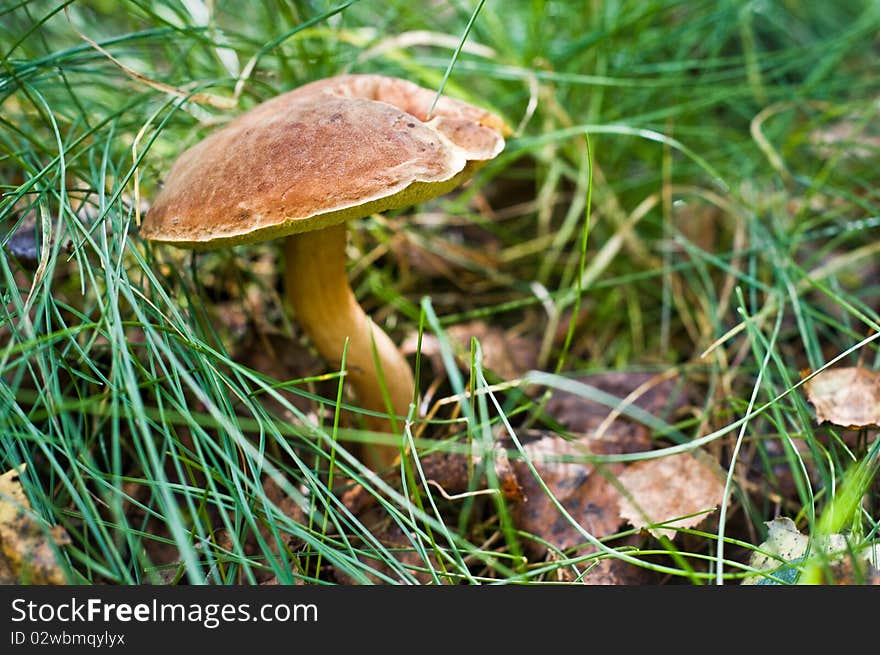 Mushroom In The Grass.