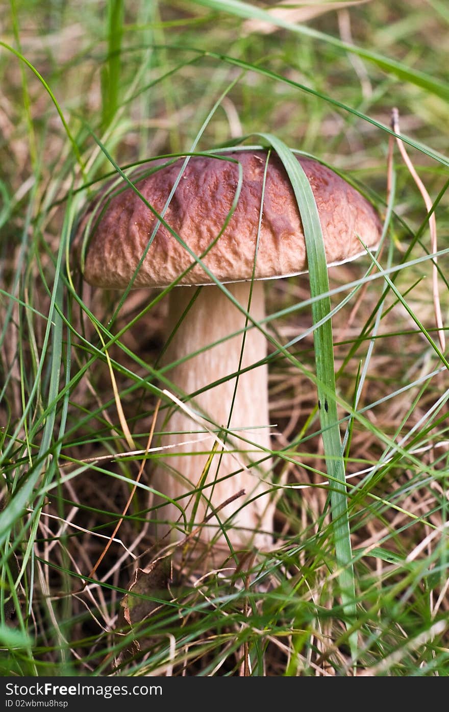 Mushroom in the grass.Close up.