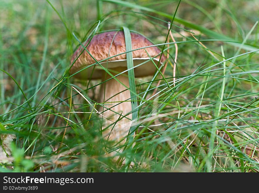 Mushroom In The Grass.