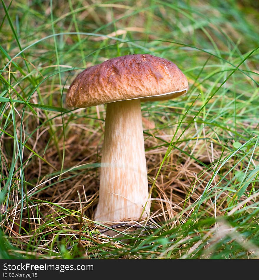 Mushroom In The Grass.