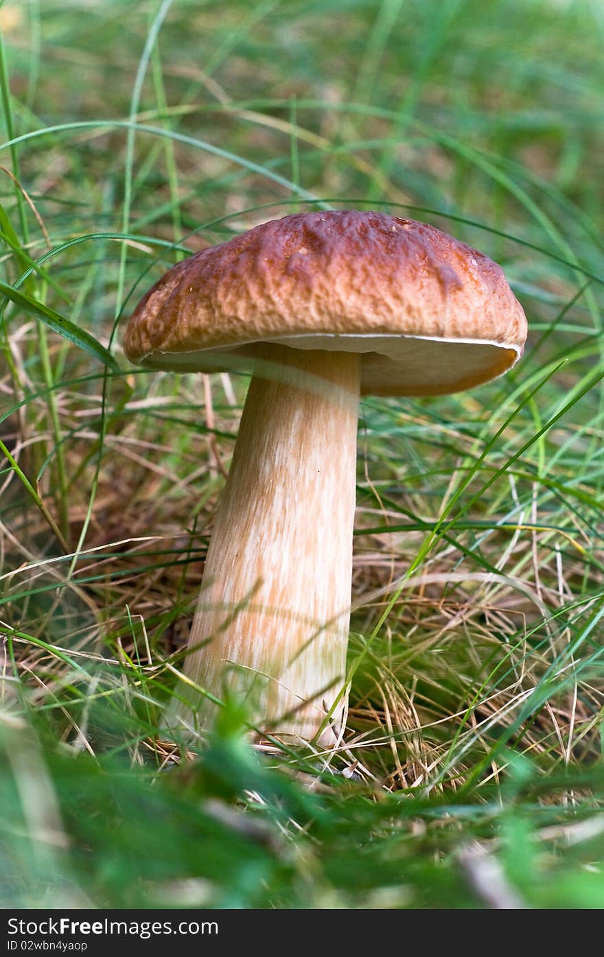 Mushroom in the grass.