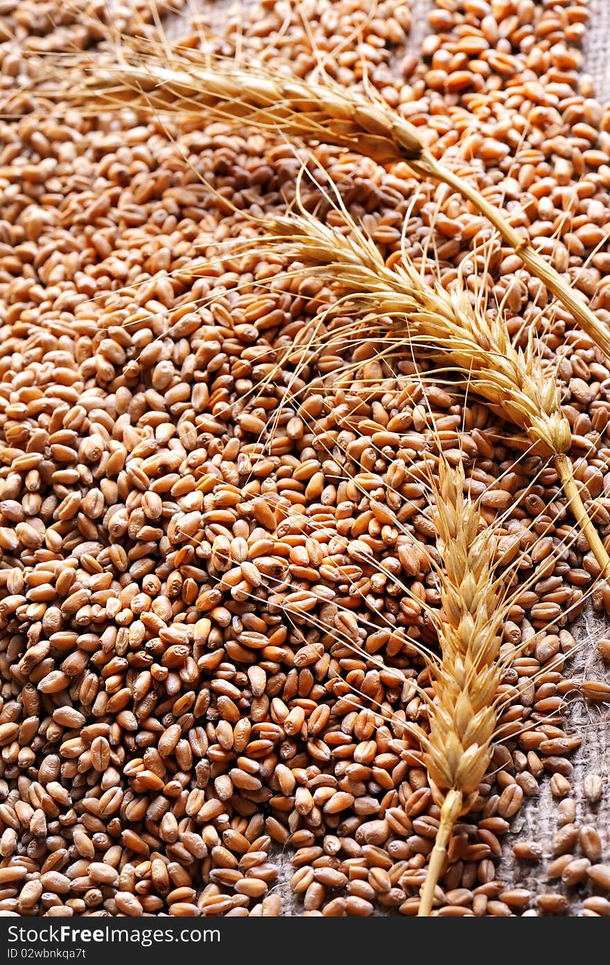 Wheat seeds on rough material in studio