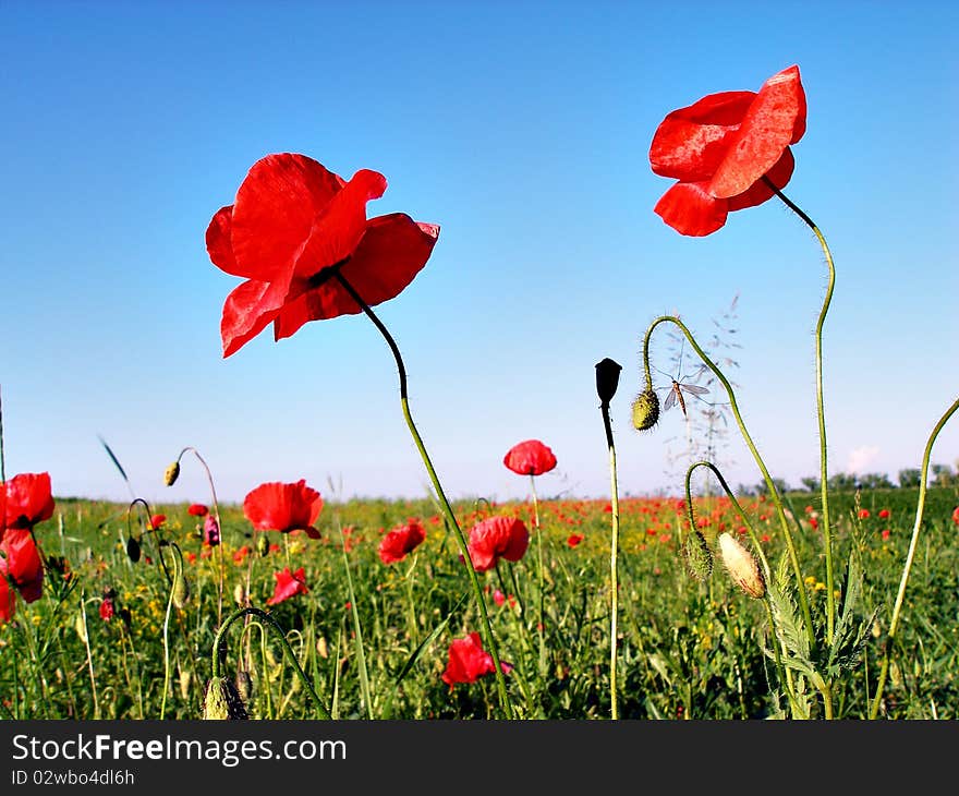 Poppy S Field