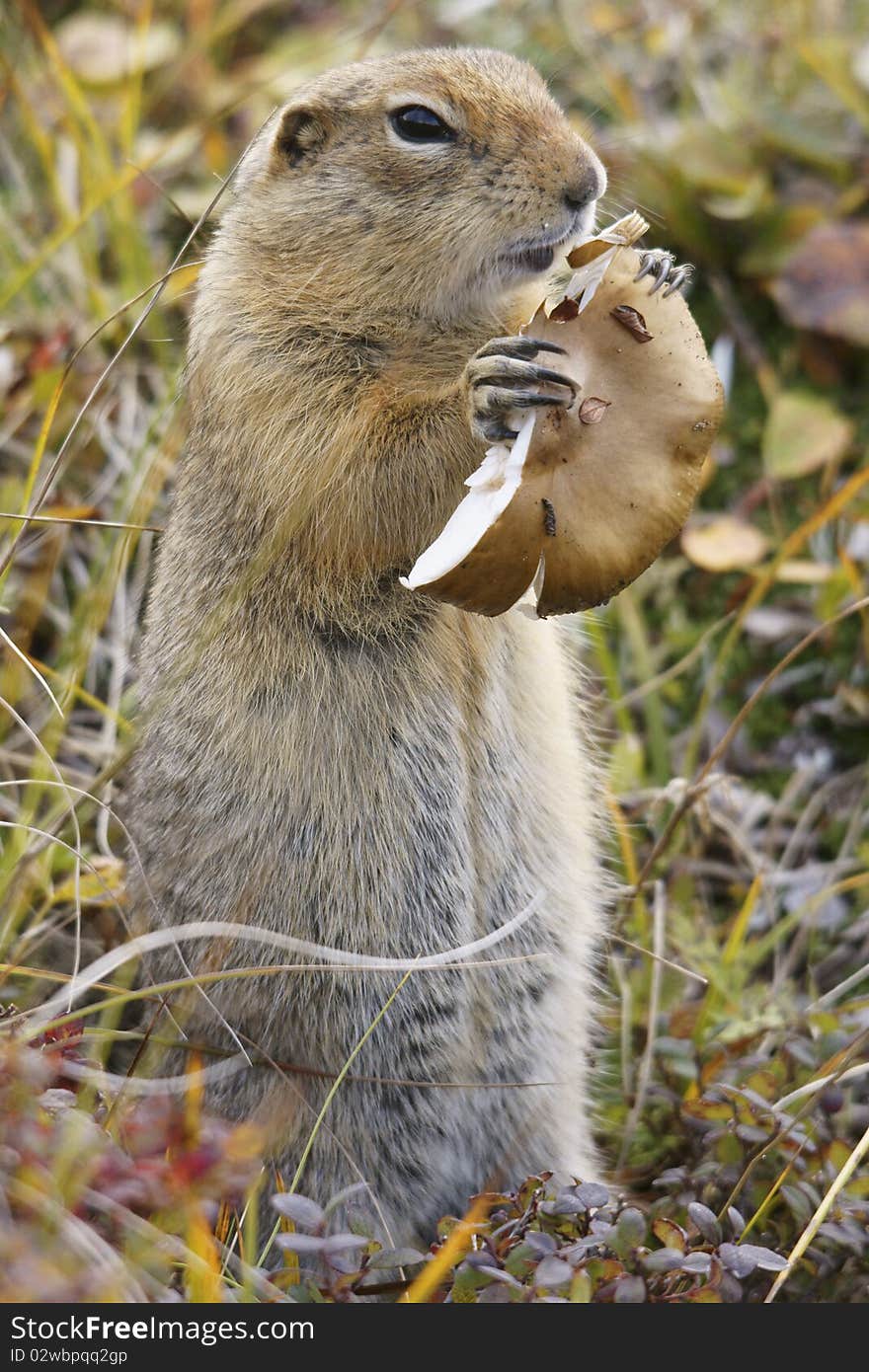 Ground Squirrel