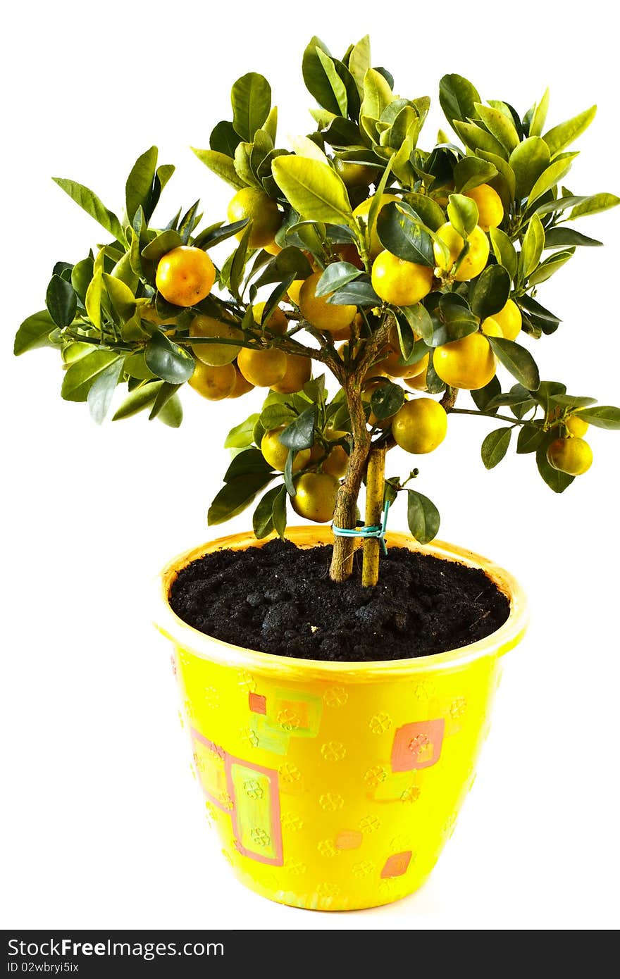 Indoor tangerine tree isolated on white background. Indoor tangerine tree isolated on white background