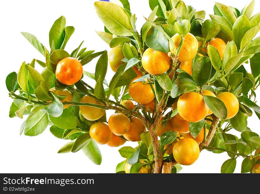 Indoor tangerine tree isolated on white background. Indoor tangerine tree isolated on white background