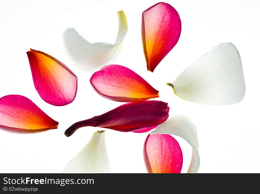 Flower Petals spilled on white background suitable for custom text entries