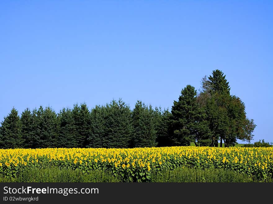 Sunflower City