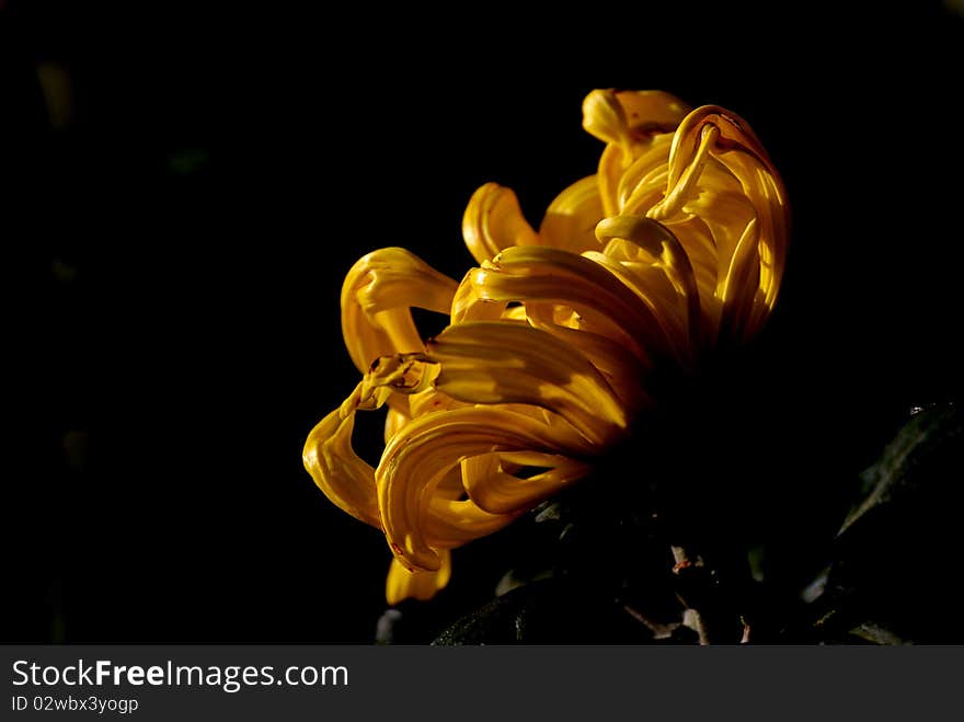 Beautiful  chrysanthemum