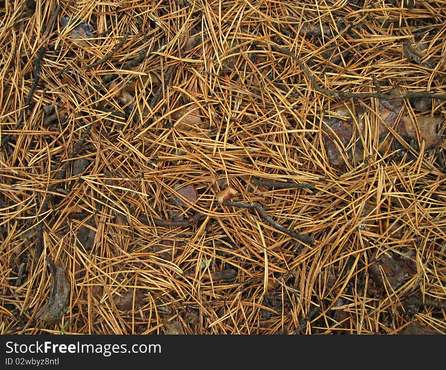 Conifer litter