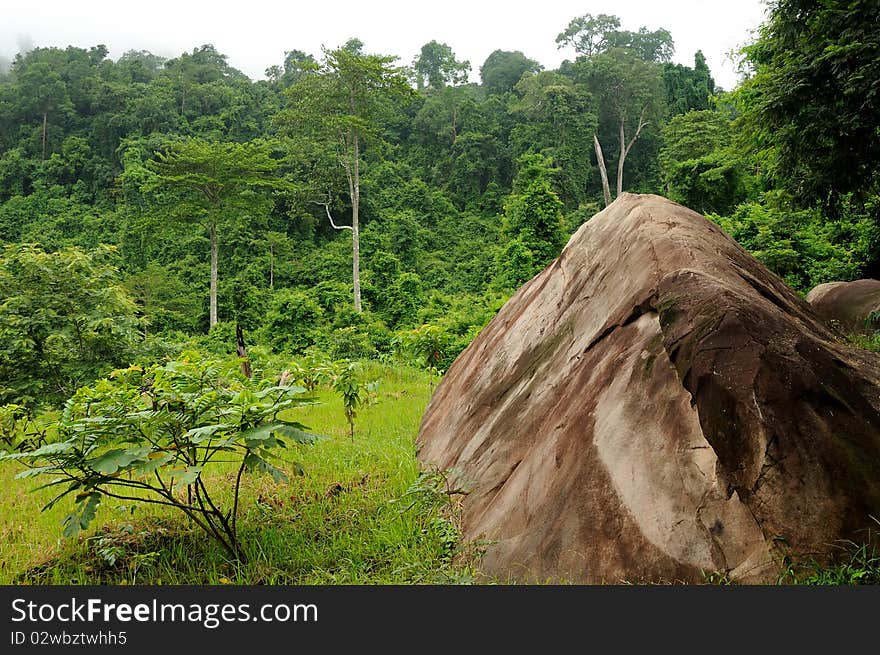 Rainforest, national park in Cambodia