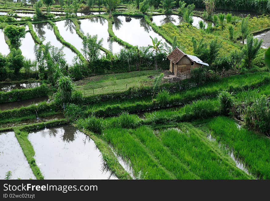 Green rice terraces