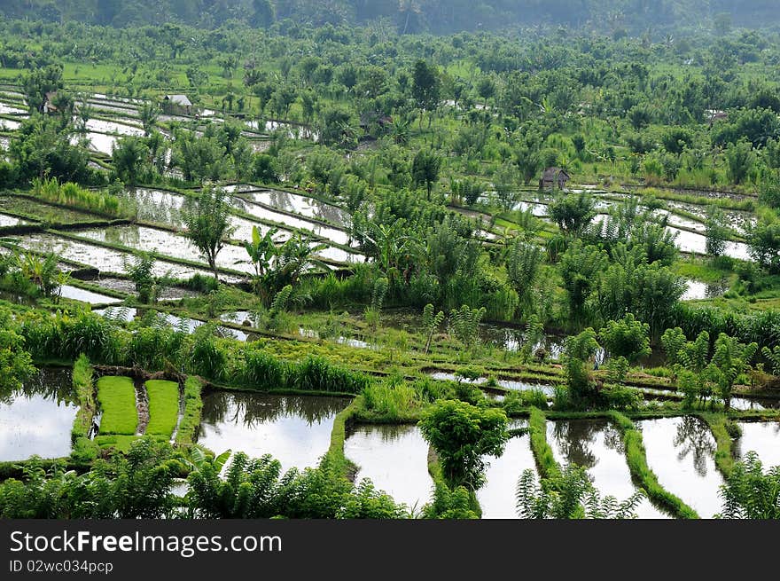 Green rice terraces in Bali, Indonesia